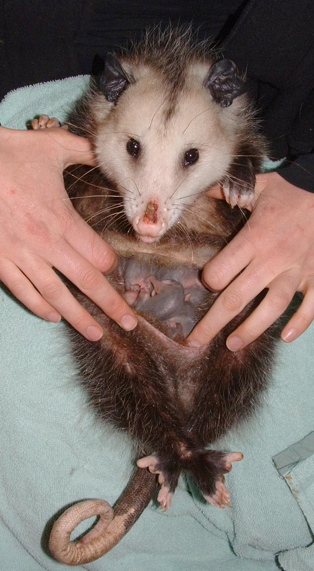 Opossum Mom